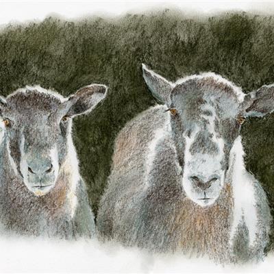 Tinted Charcoal - Two sheep from Keswick